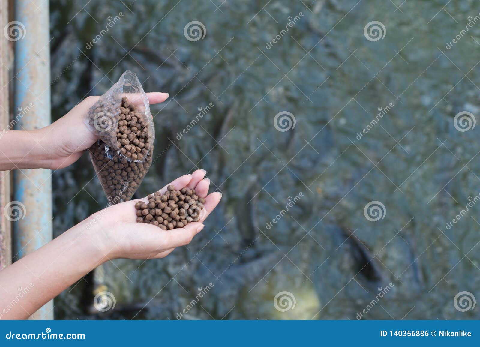 Hand holding fish feeding stock photo. Image of pellets 140356886