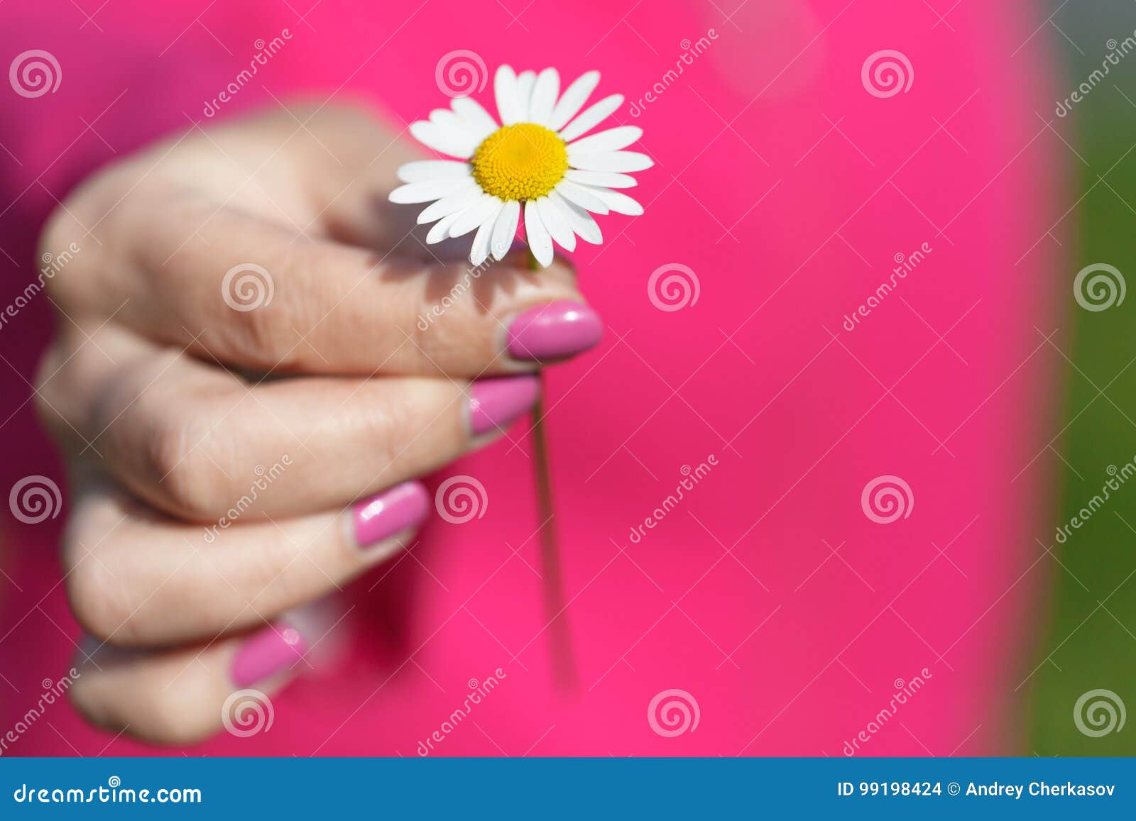 Hand holding flower stock photo. Image of nature, blue 99198424