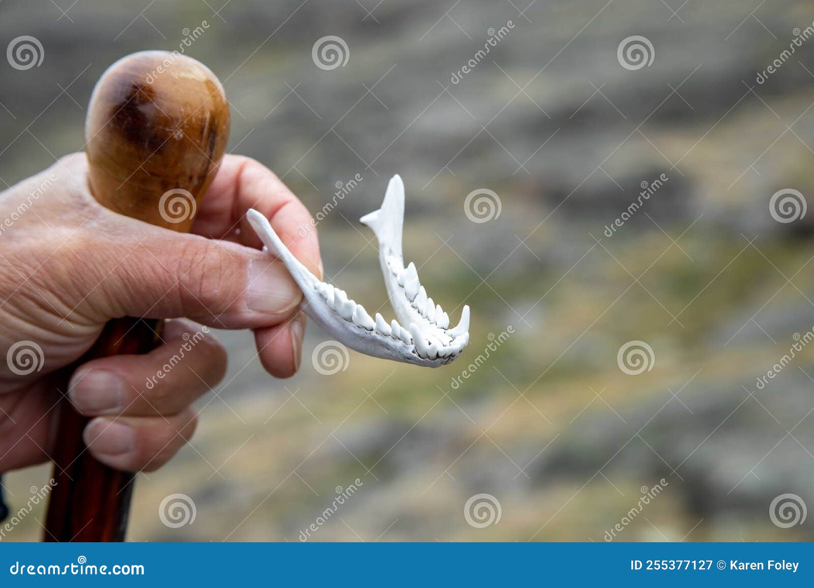 hand holding fox jawbone