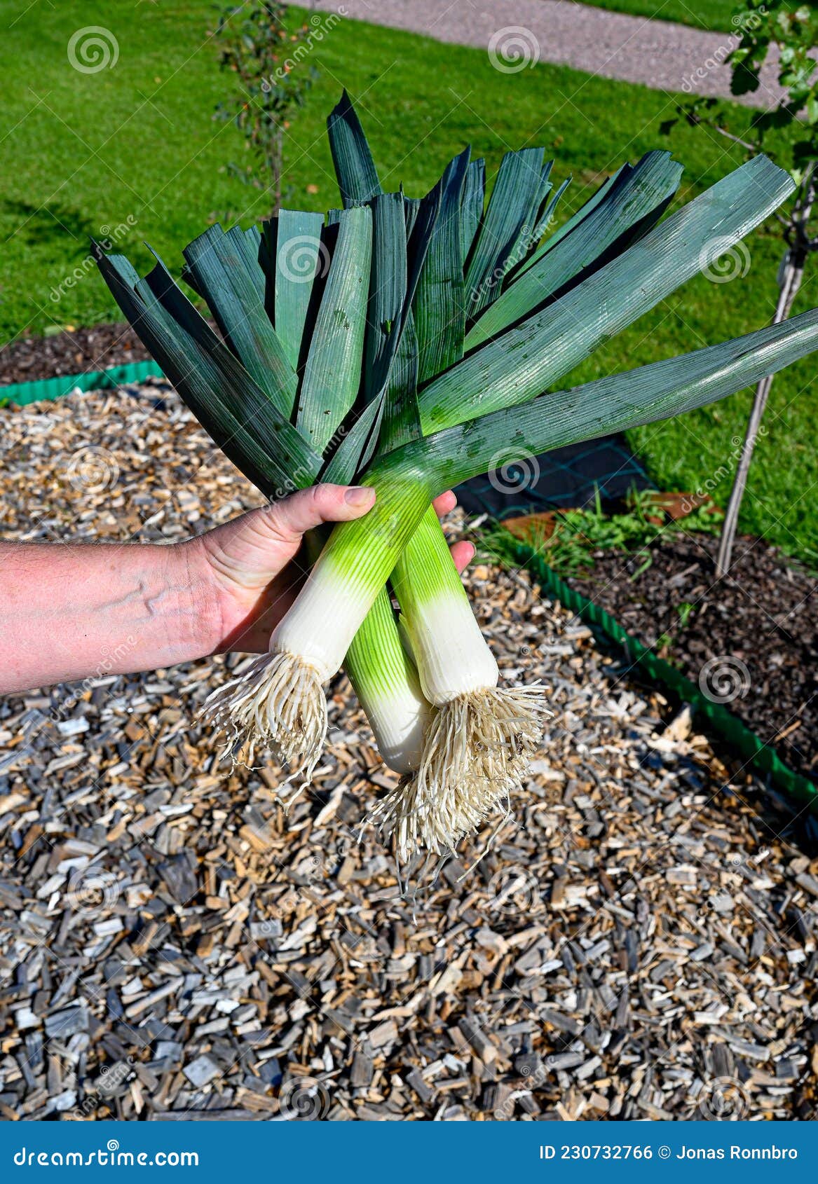 hand holding freshley picked leek in garden