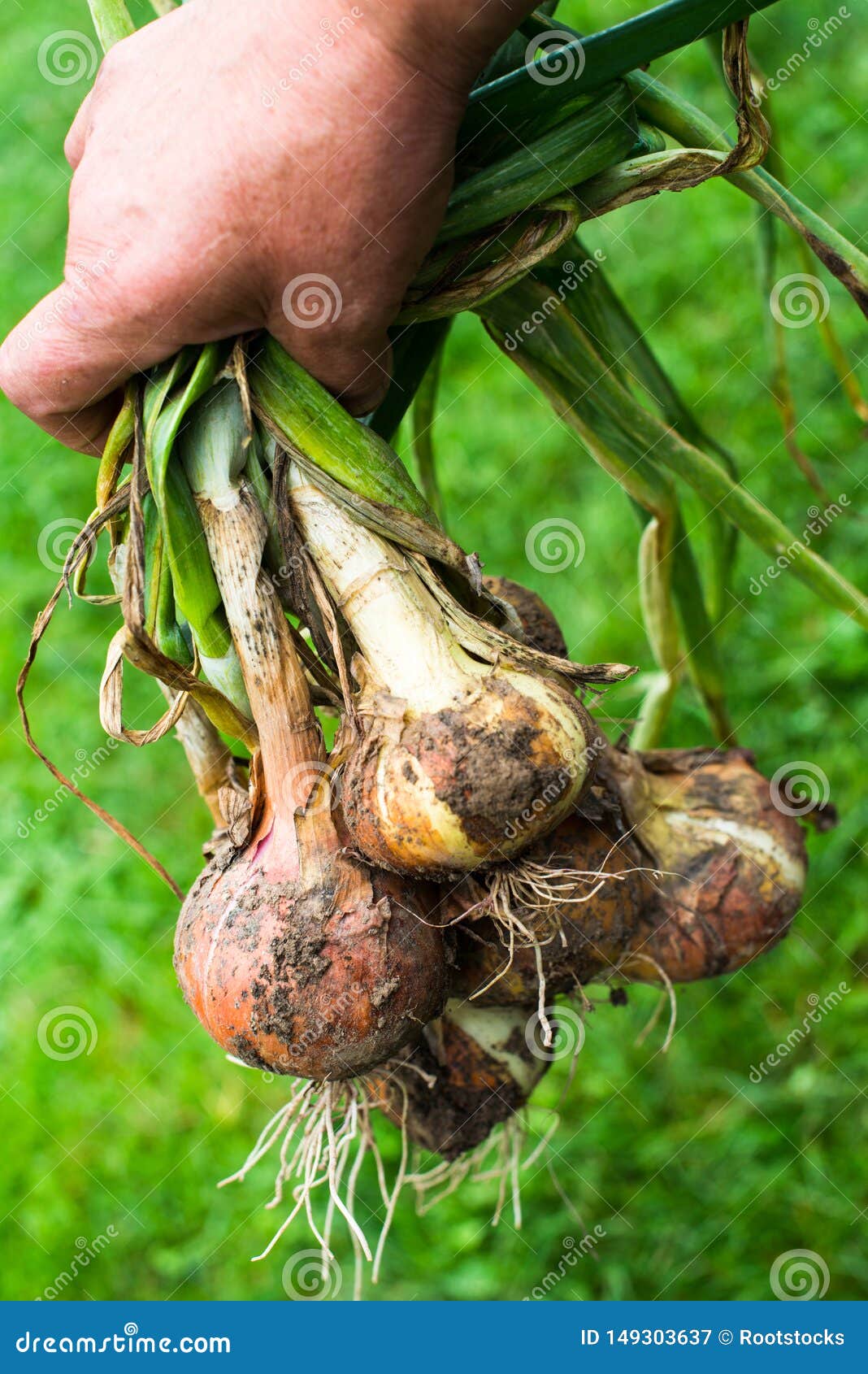 Hand Holding Freshly Dug Onion Bulbs Stock Image Image of crop