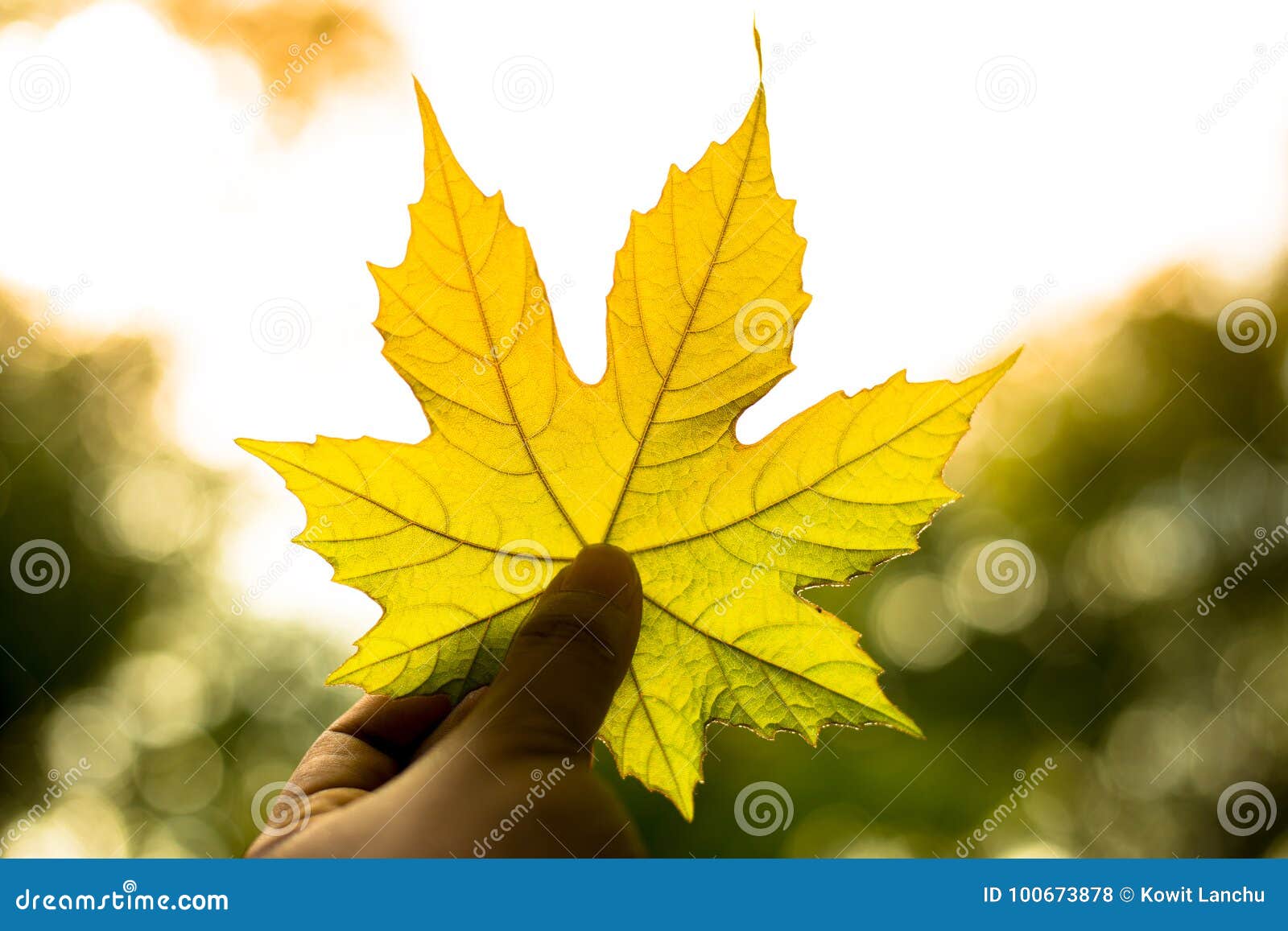 A Hand Holding a Green Leaf Stock Photo - Image of park, season: 100673878