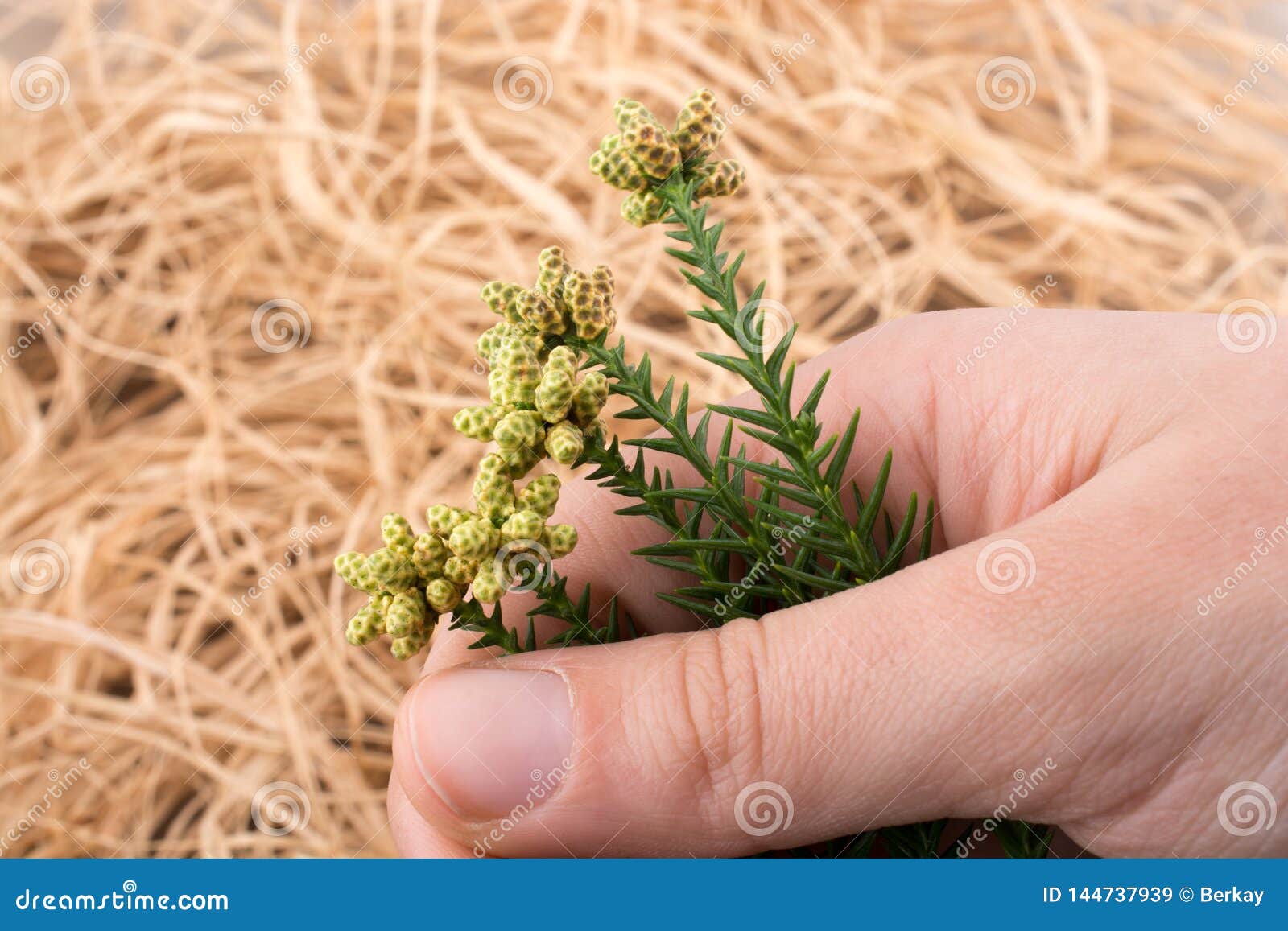 Hand Holding a Green Leaf on a White Background Stock Image - Image of