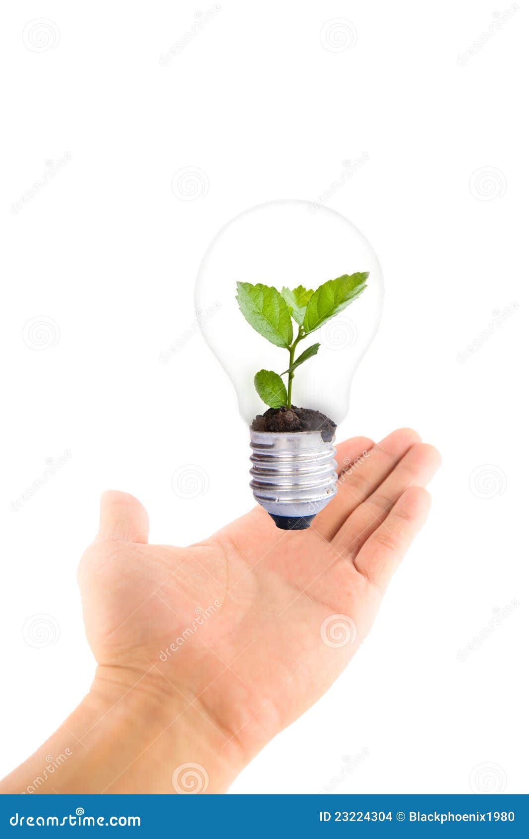 Hand Holding Green Plant in Light Bulb Stock Photo Image of ecology