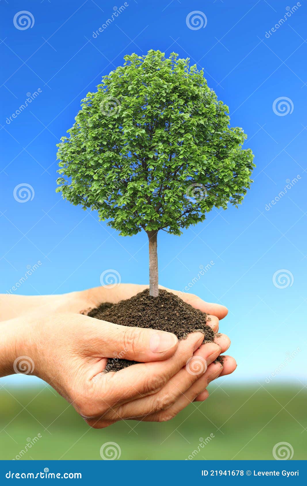 Hand Holding Green Tree in Stock Photo - Image leaf: 21941678