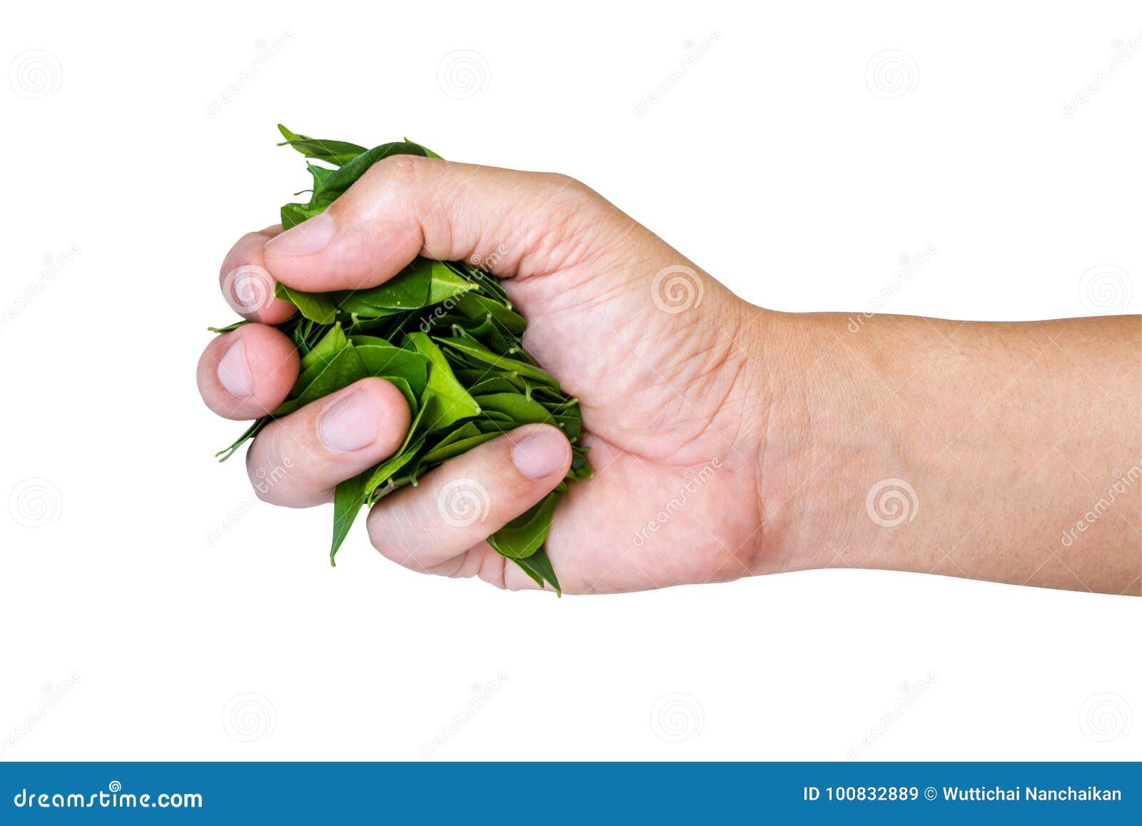 Hand holding leaf stock image. Image of stack, pick - 100832889