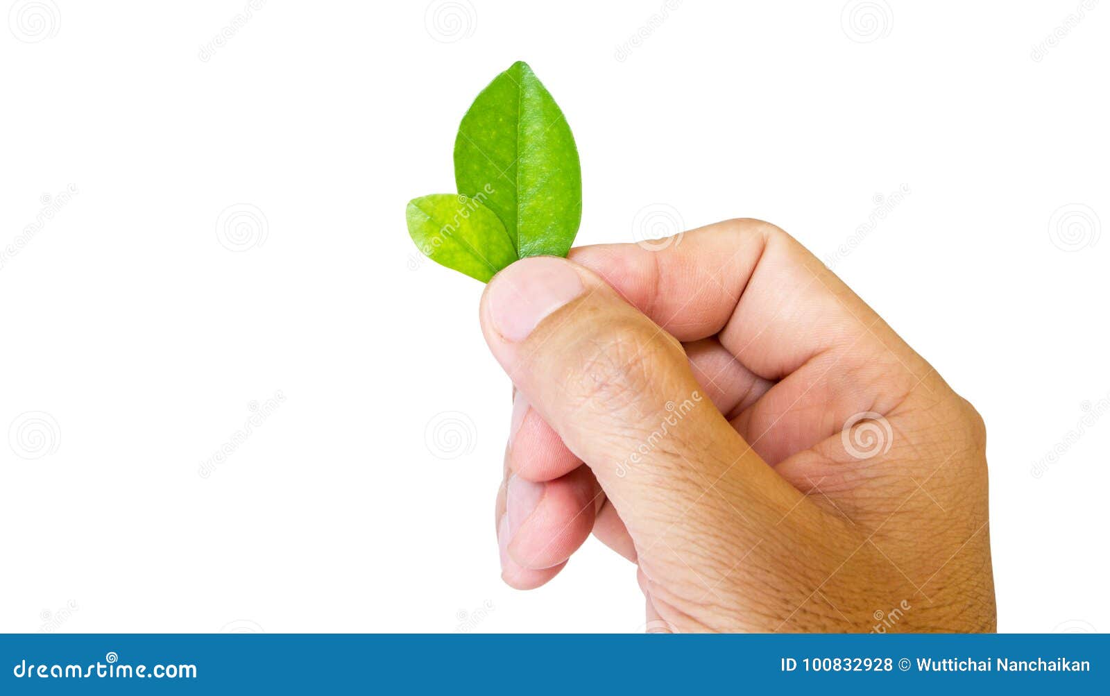 Hand holding a leaf stock photo. Image of ecology, path - 100832928