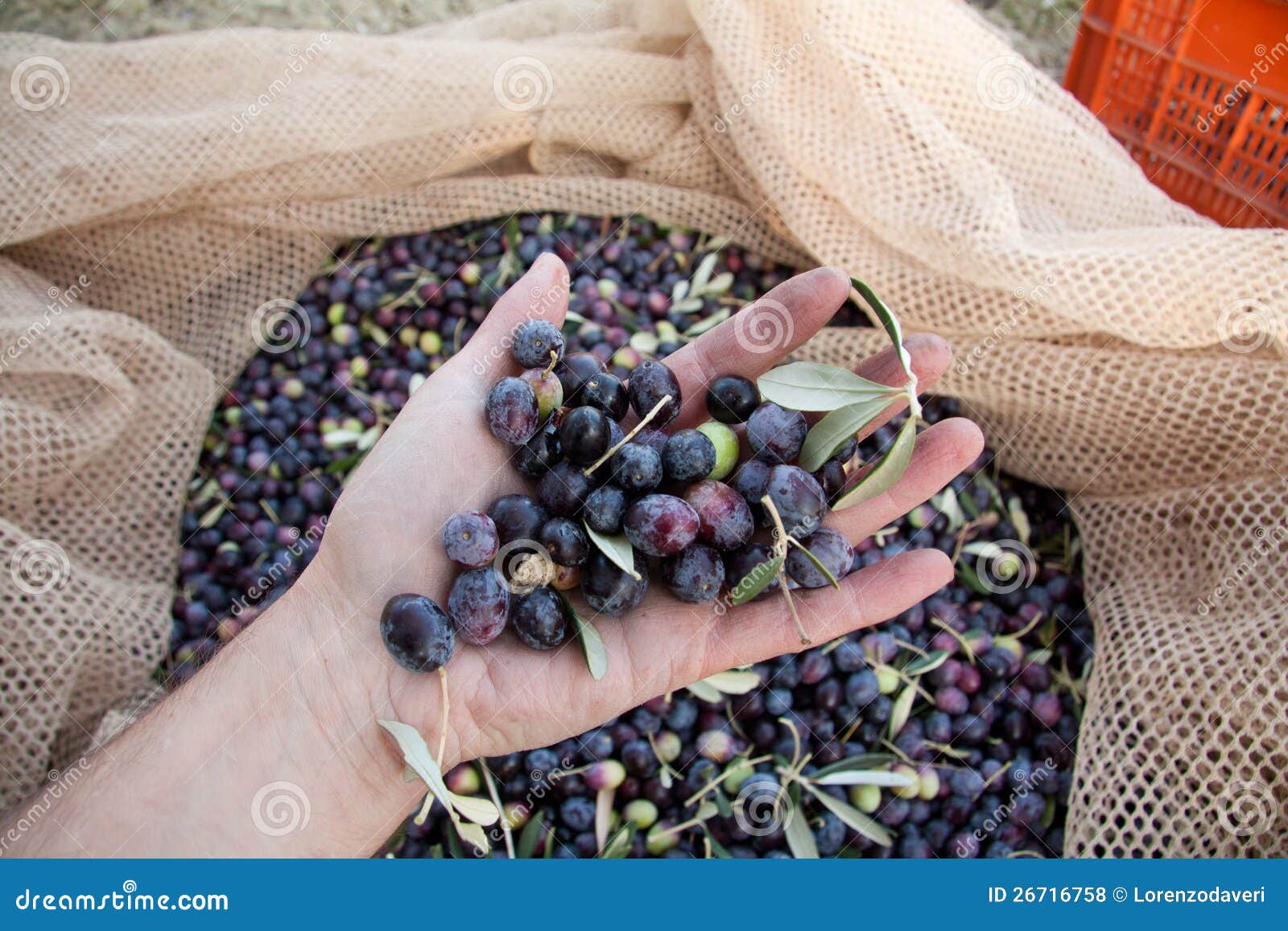 Hand holding olives stock photo. Image of labor, olives 26716758