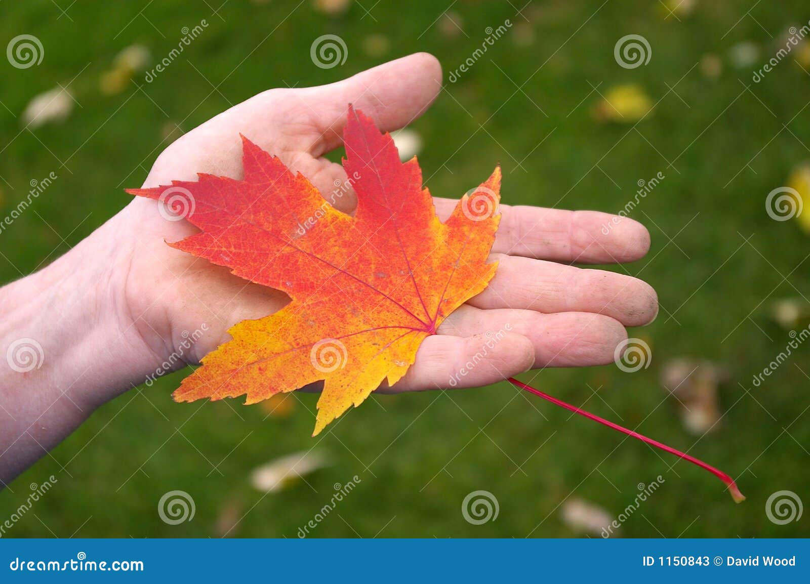 Hand Holding Orange Maple Leaf Stock Image Image of leaves