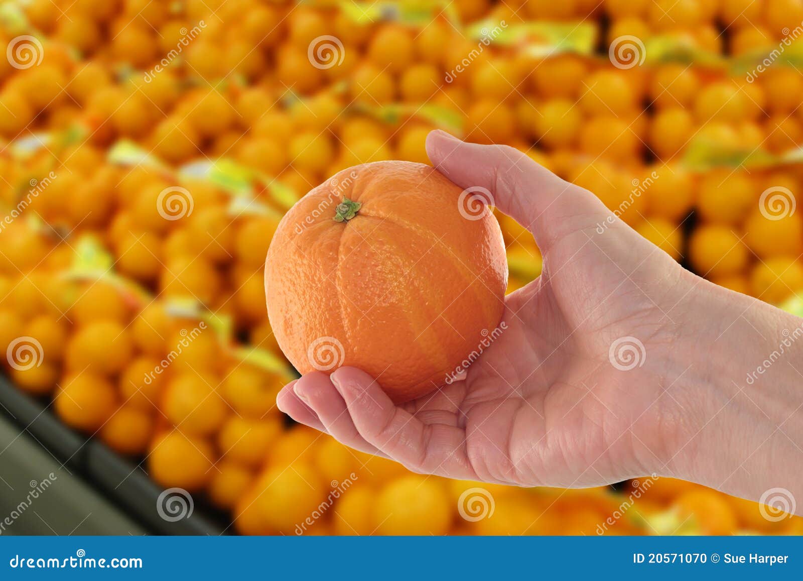 Hand Holding Orange In Market Stock Photo - Image of hand ...