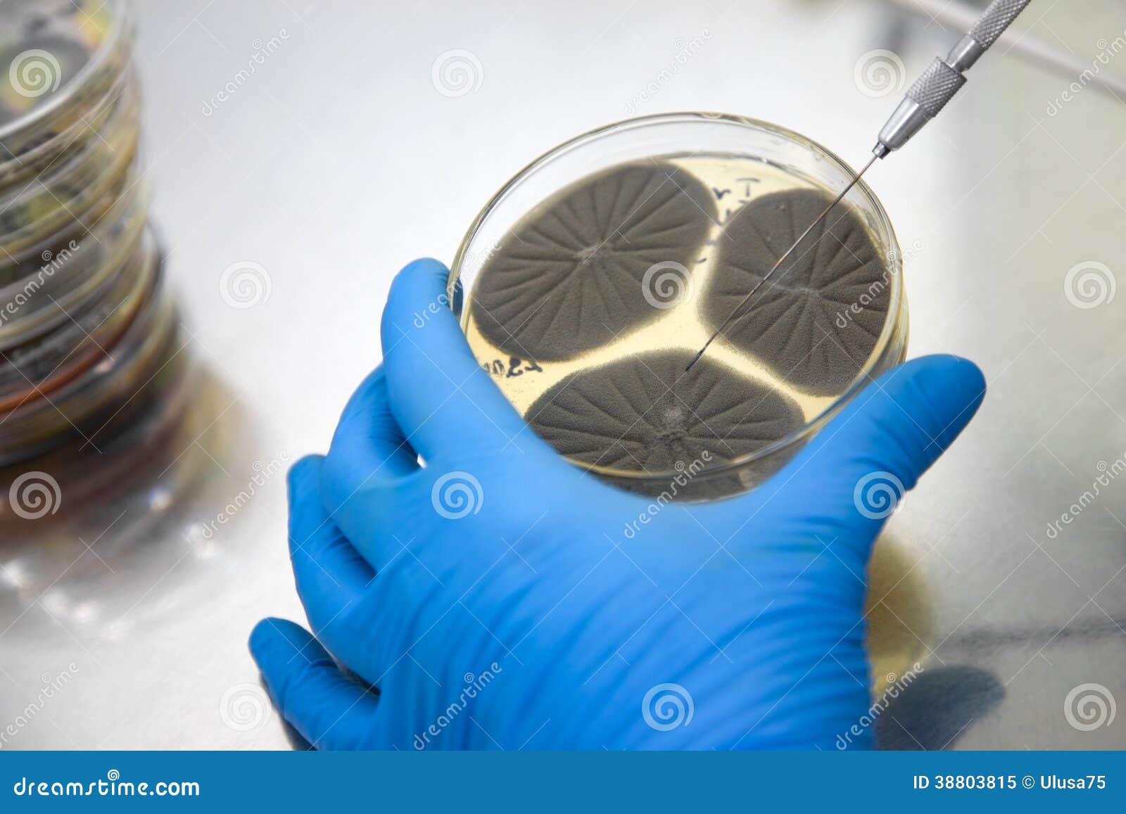 Hand holding a petri dish stock image. Image of petri 38803815