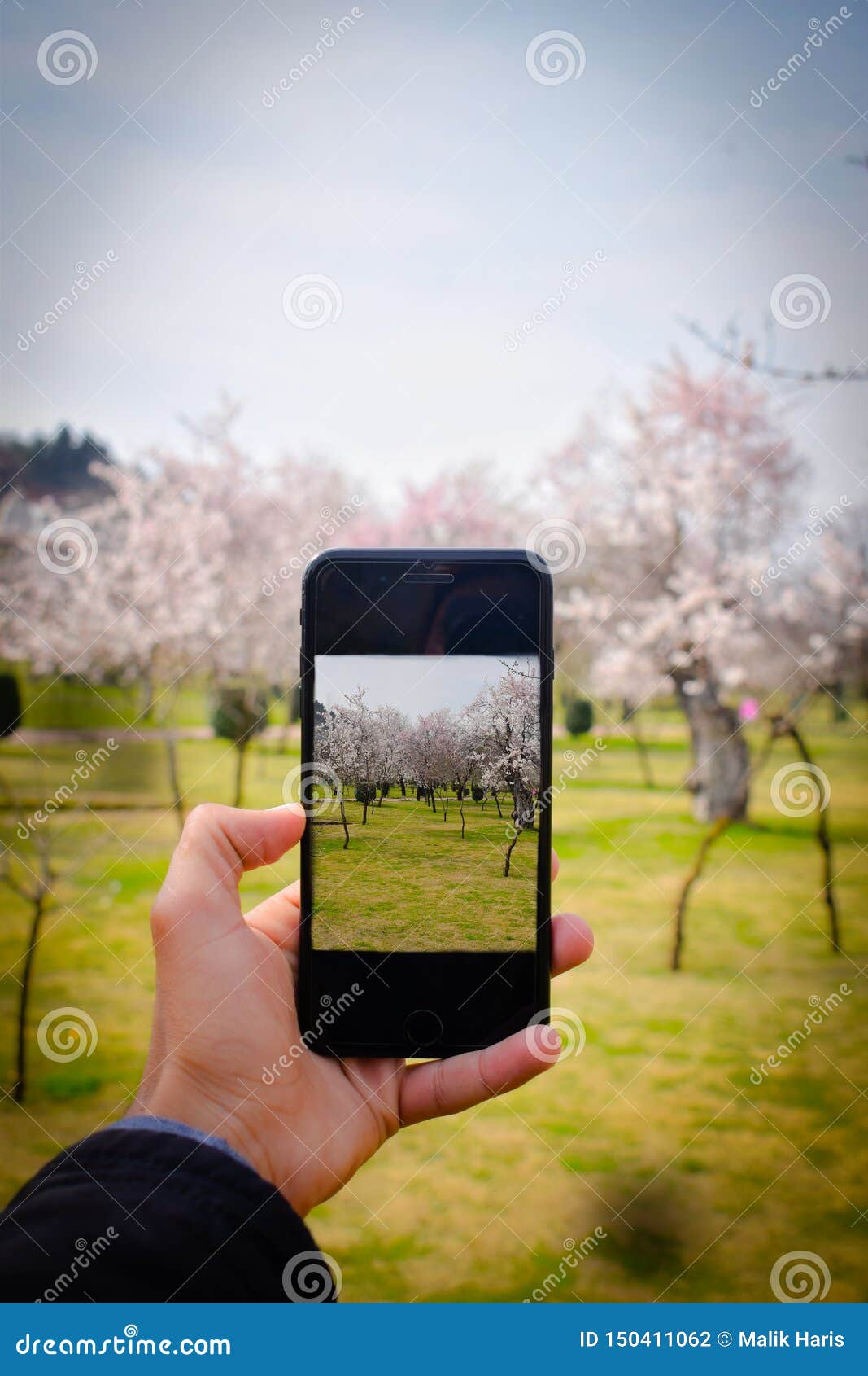 a hand holding phone and capturing  almond bloom in spring .person enjoying spring. smart phone photography.photo about spring.