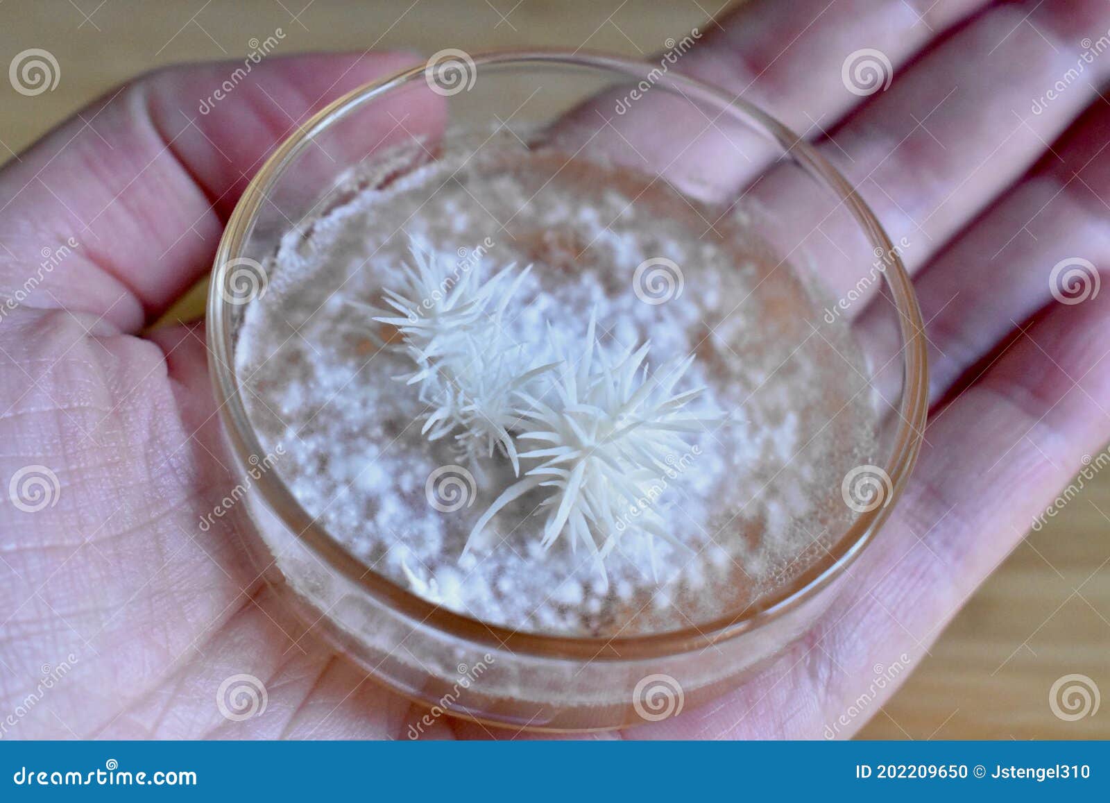 hand holding pinning white lion`s mane fungi on glass dish