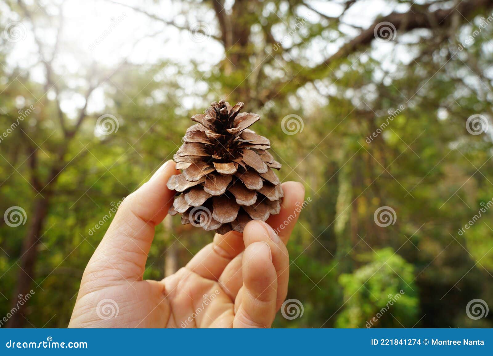 a hand holding pinus kesiya  cone on nature background. pine cone.