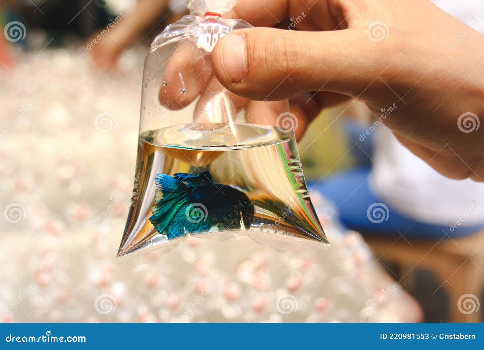 Hand Holding a Plastic Bag Container with a Blue Betta Fish Inside