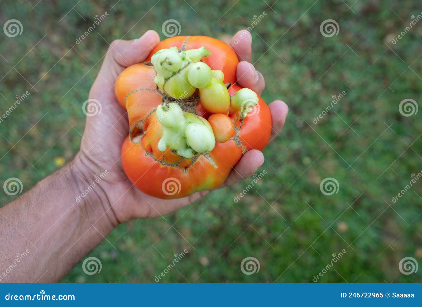 hand holding raw flawed tomato over green
