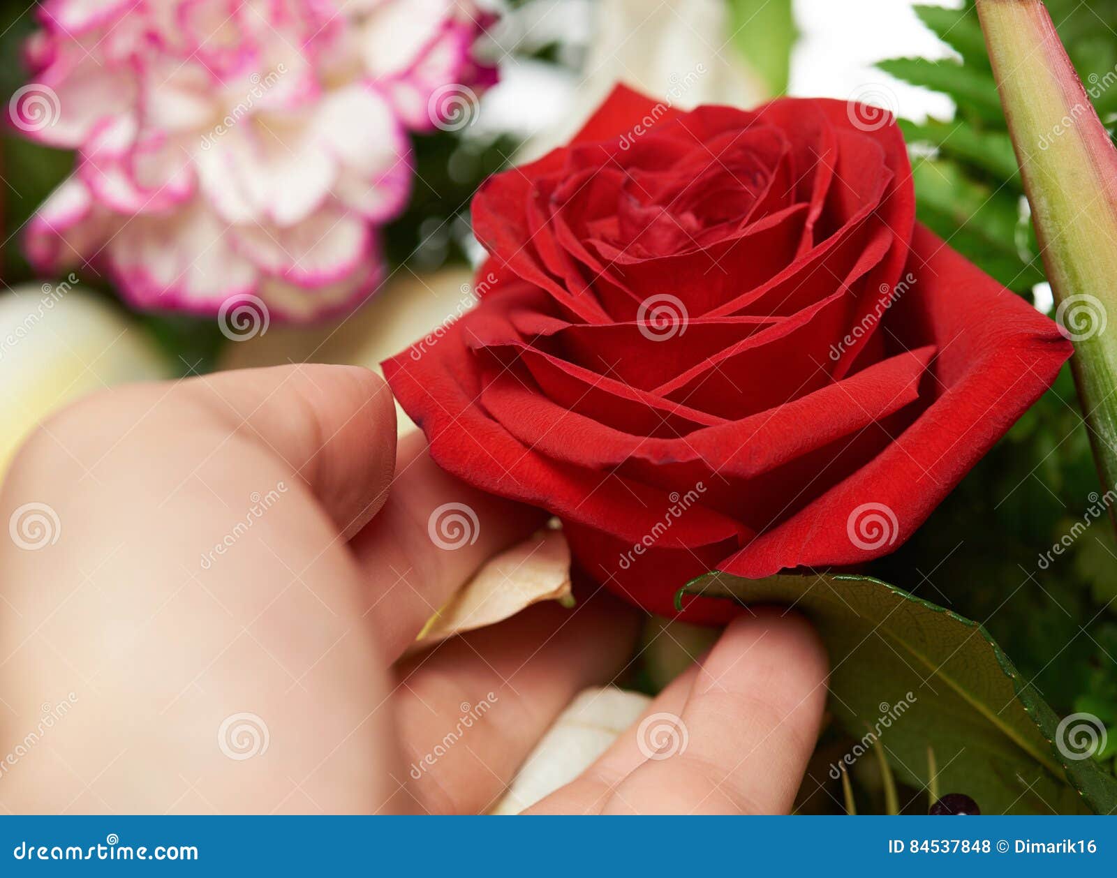 Hand holding red rose stock photo. Image of give, isolated 84537848