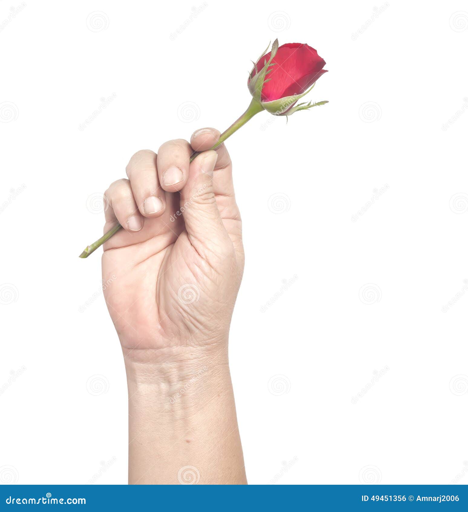 Hand holding red rose stock photo. Image of beautiful 49451356