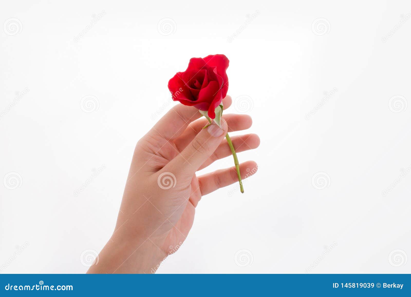 Hand holding a rose stock image. Image of blooming, beauty 145819039