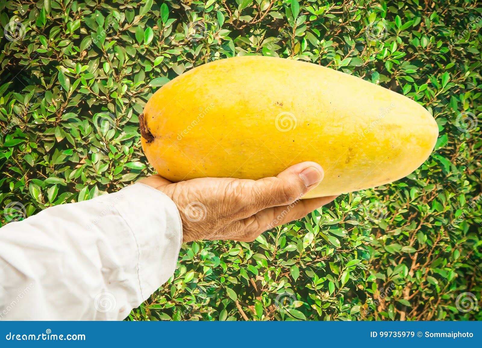 Hand Holding Ripe Mango Fruit Stock Image Image of fruit, field 99735979