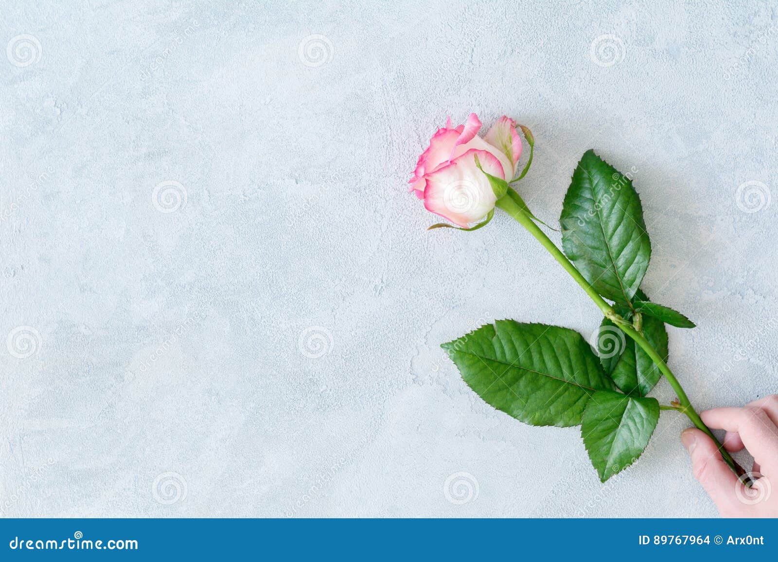 Hand holding a rose stock photo. Image of holiday, person - 89767964