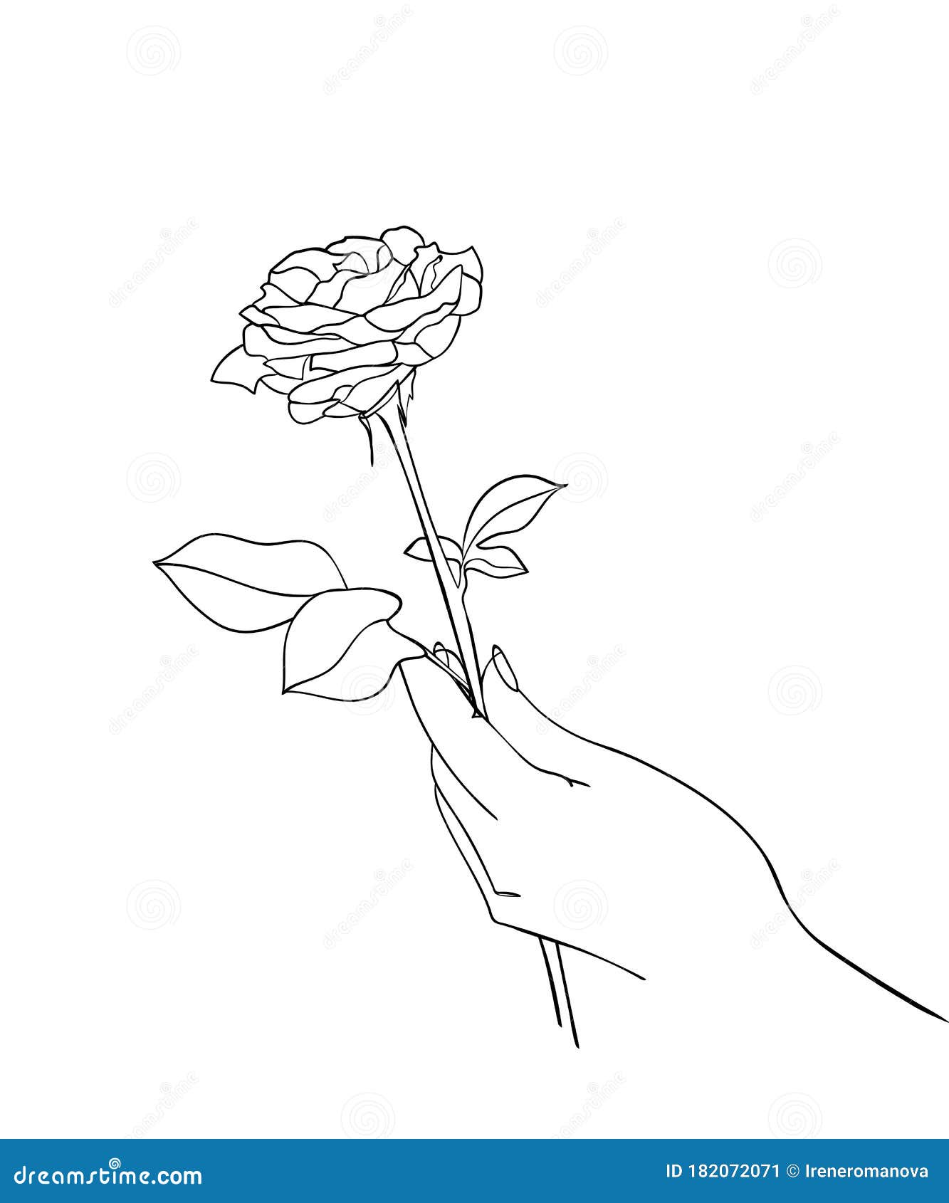 Roses Line Drawing - Set Of Sketches, Hand Drawn Rose, Line Art. Vector