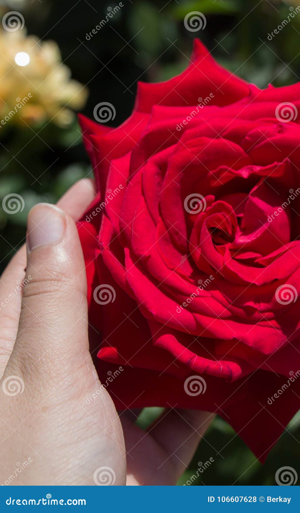 Hand Holding a Rose in a Rose Garden Stock Photo Image of flower