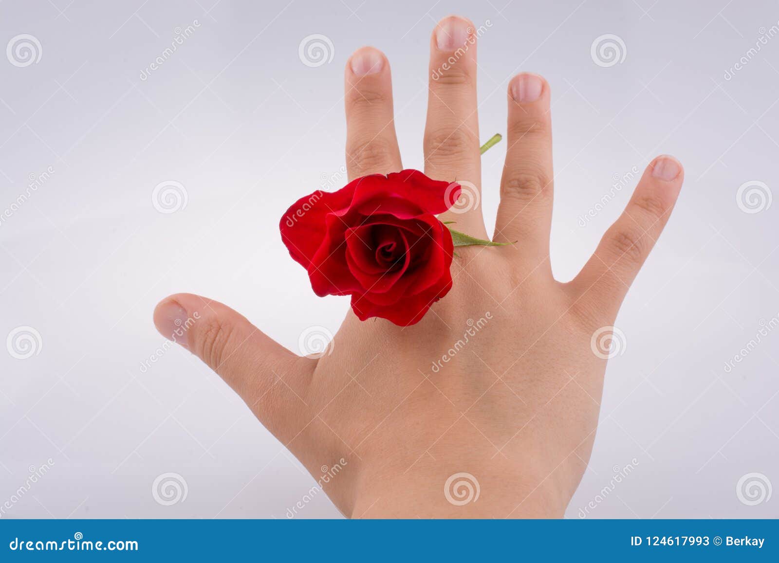 Hand holding a rose stock image. Image of field, love 124617993