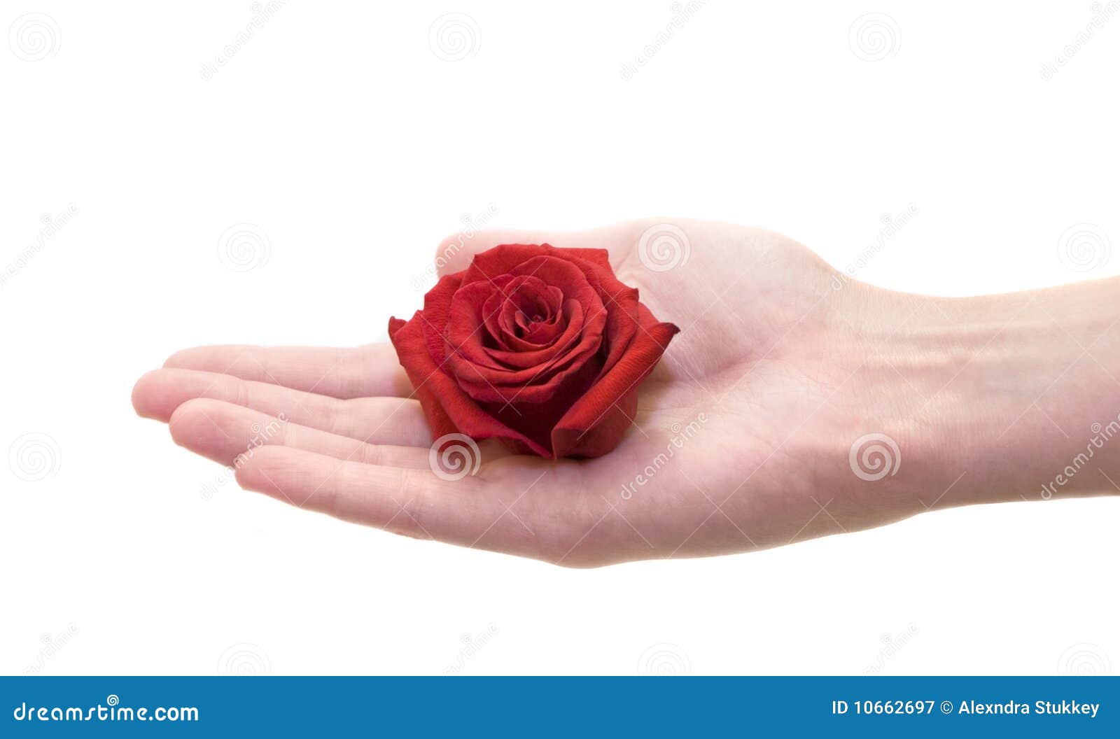 hand holding rosebud