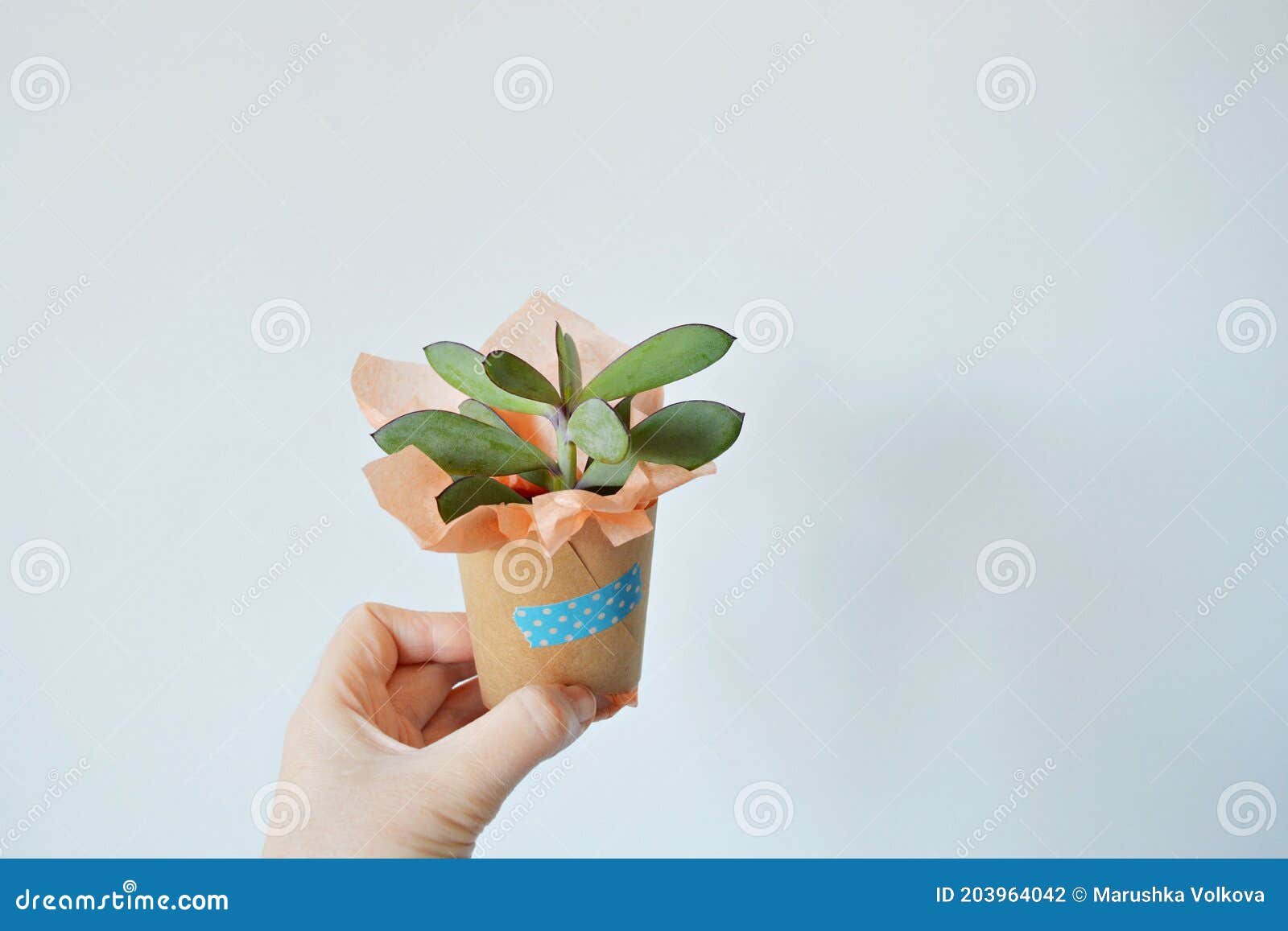 hand holding senecio crassicaulis blue-grey house plant in  tissue and kraft paper wrapping