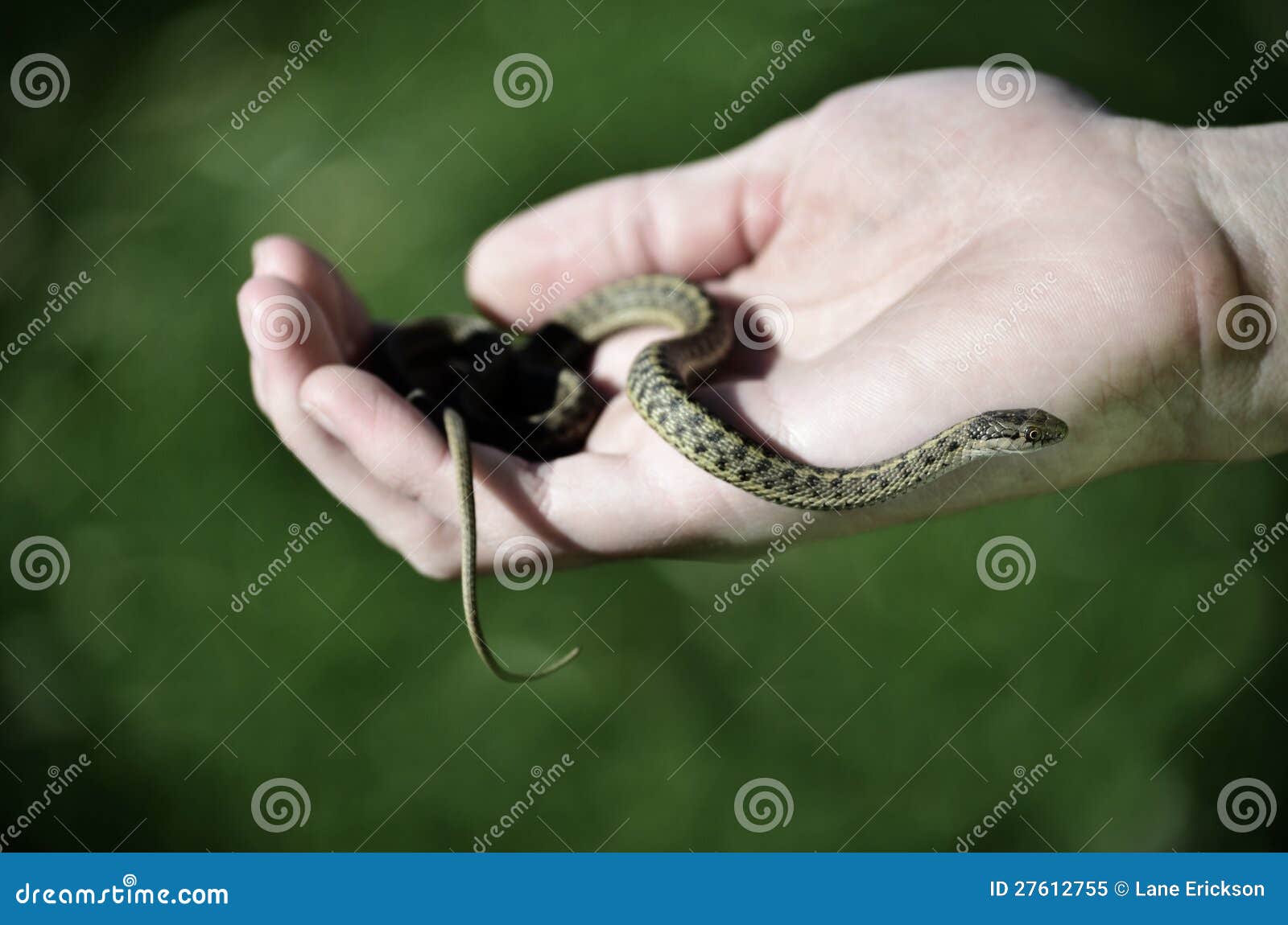 Держать змею в руках. Рука держит змею. Мальчик в руках держит змею.