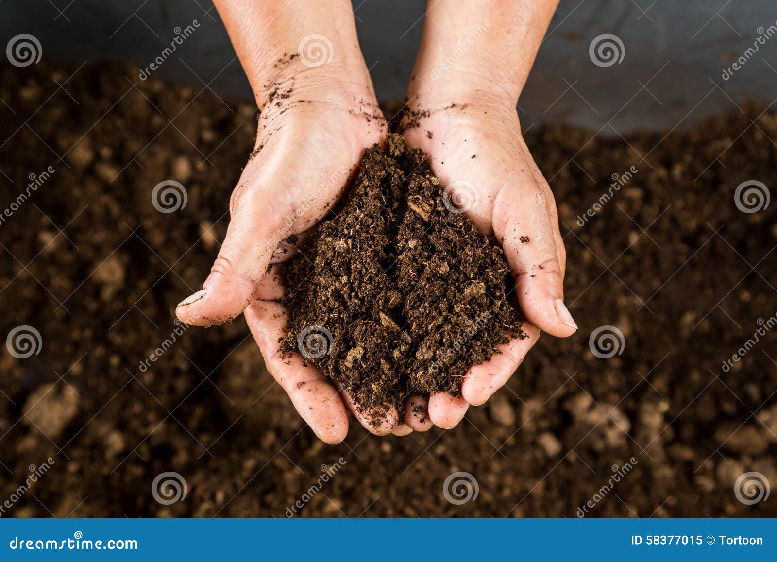 hand holding soil peat moss