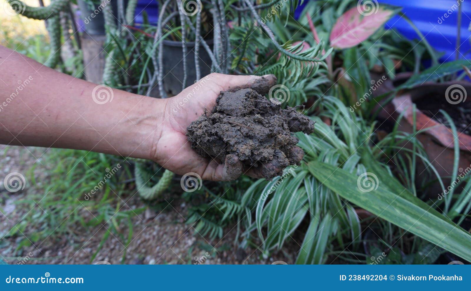 Hand Holding Soil for Planting Trees in the Garden Stock Photo Image