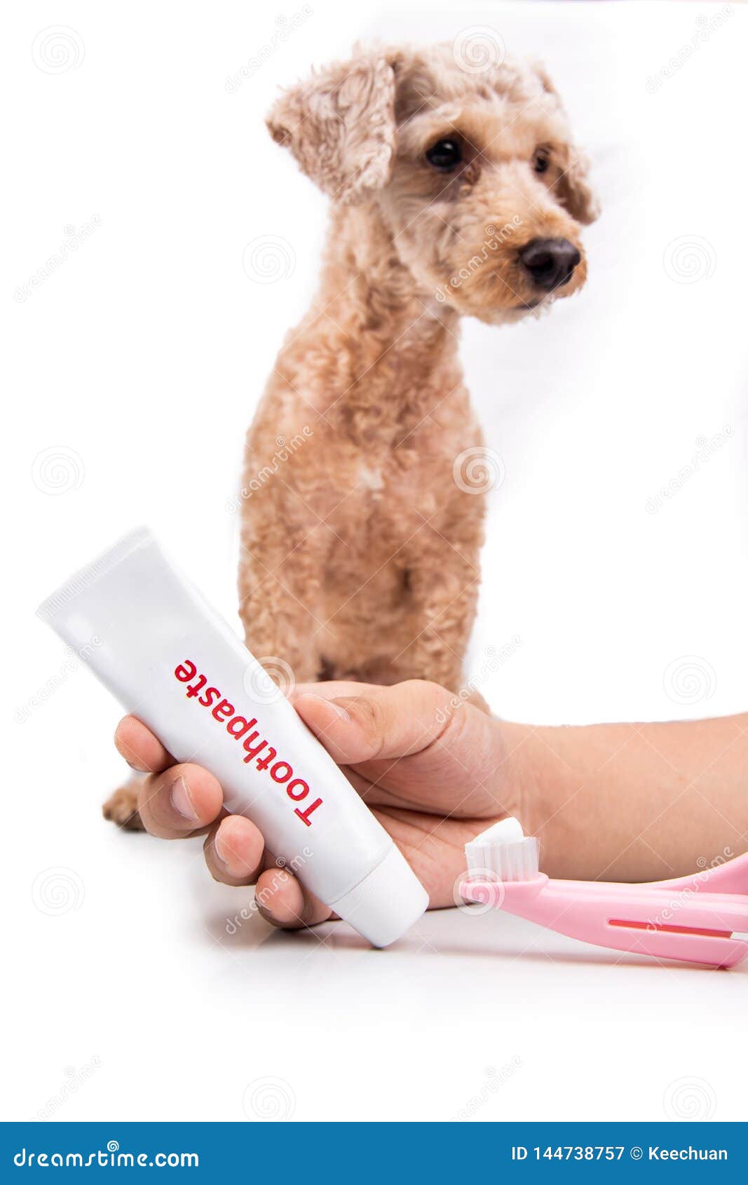 Hand Holding Toothbrush and Toothpaste with Pet Dog in Background Stock