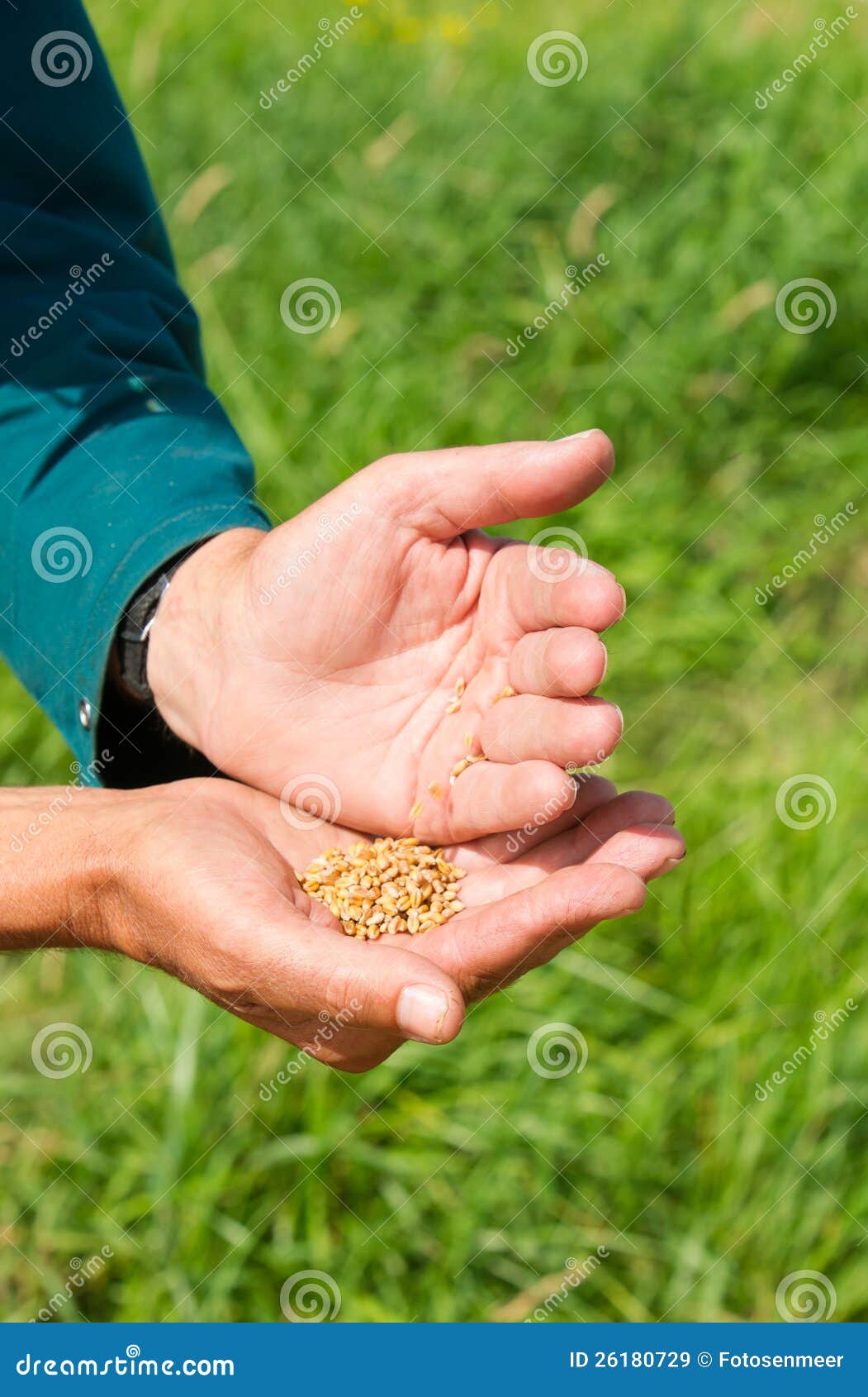 Hand holding wheat harvest stock image. Image of farm 26180729