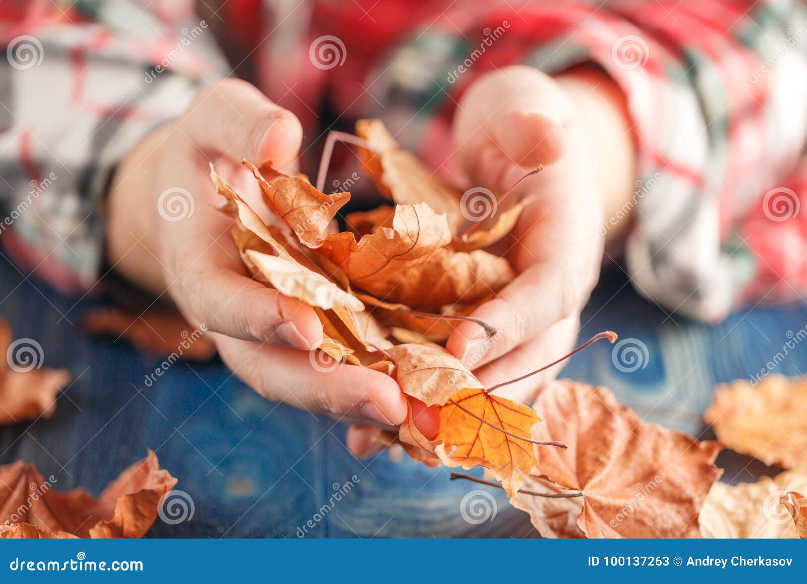 hand holding yellow maple leaves