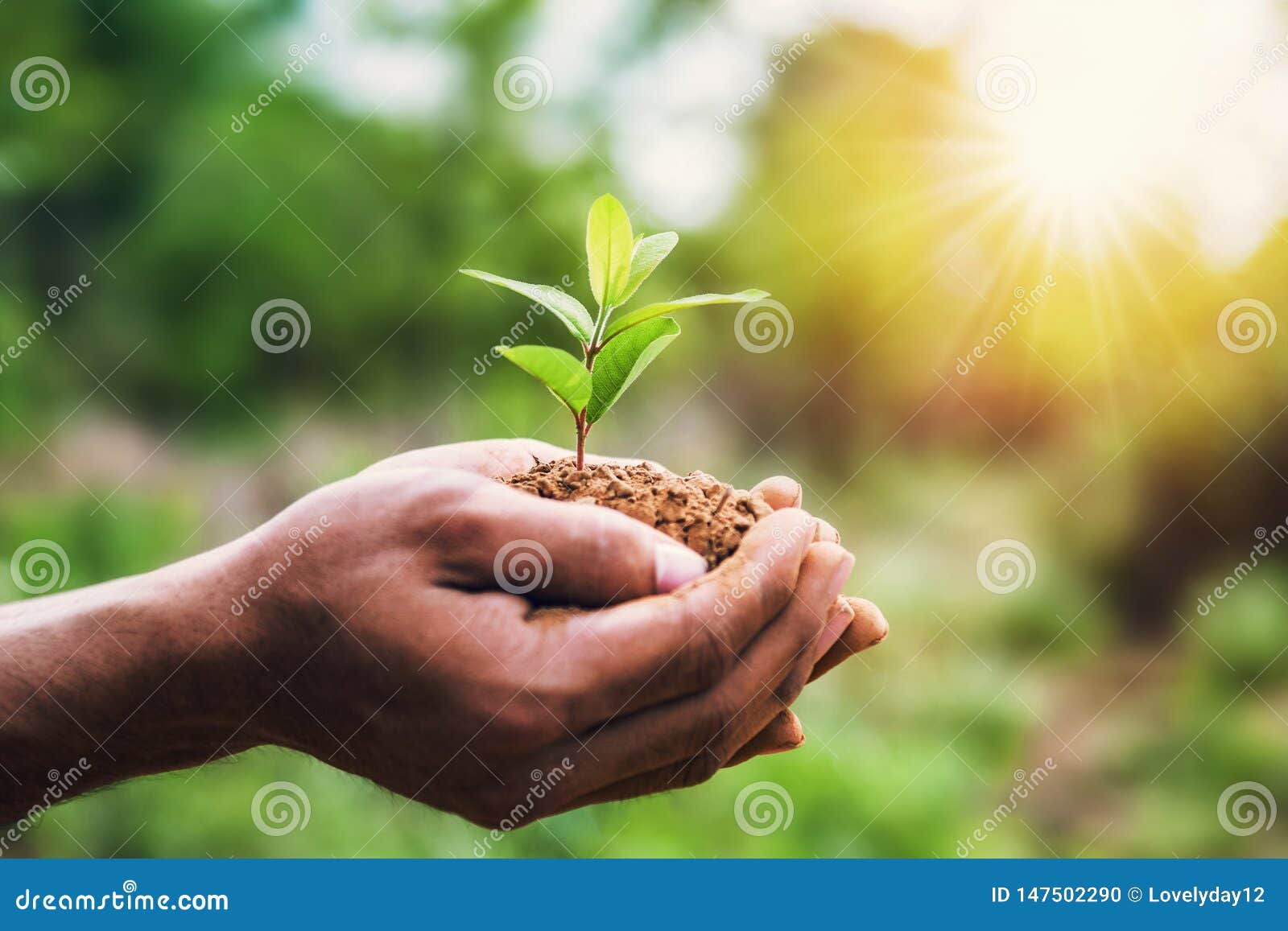 hand holding young plant and green background with sunshine. eco concept earth day