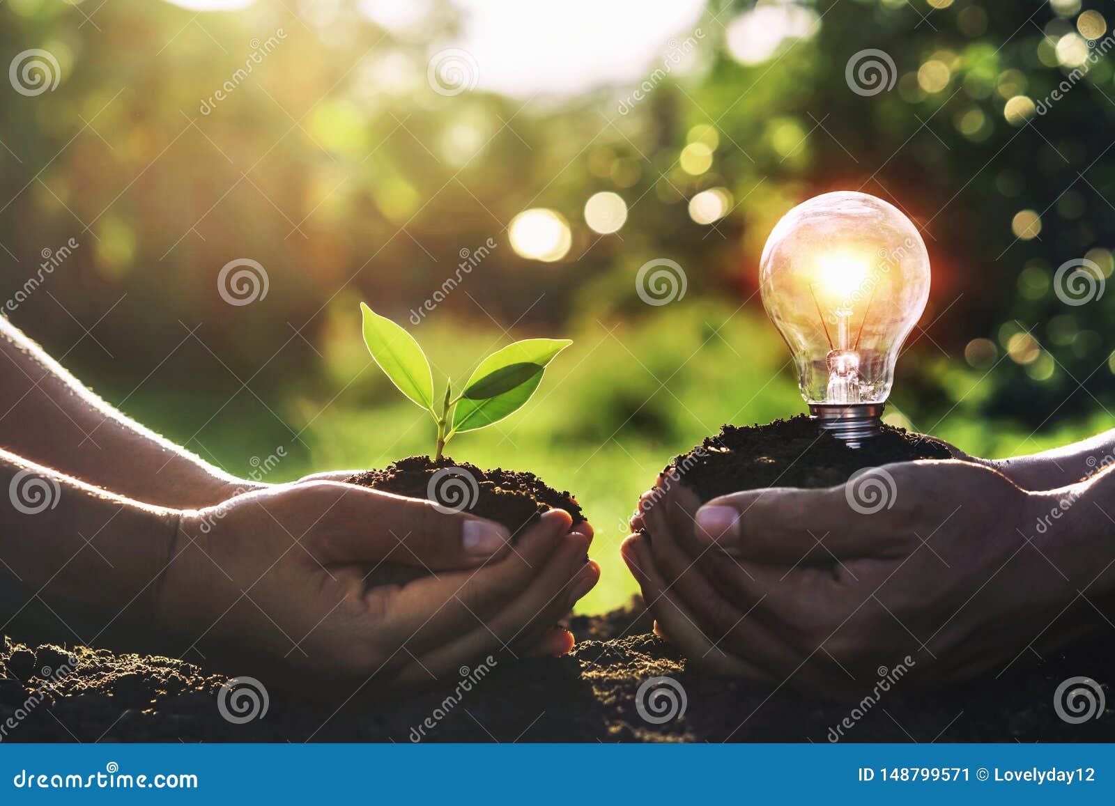hand holding young plant with light bulb on dirt and sunset background