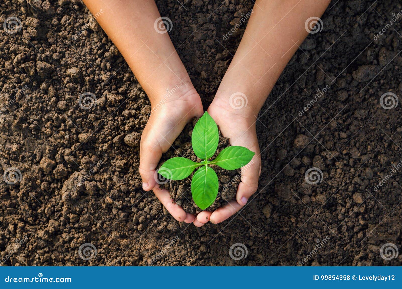 hand holding young plant for planting in soil concept green world