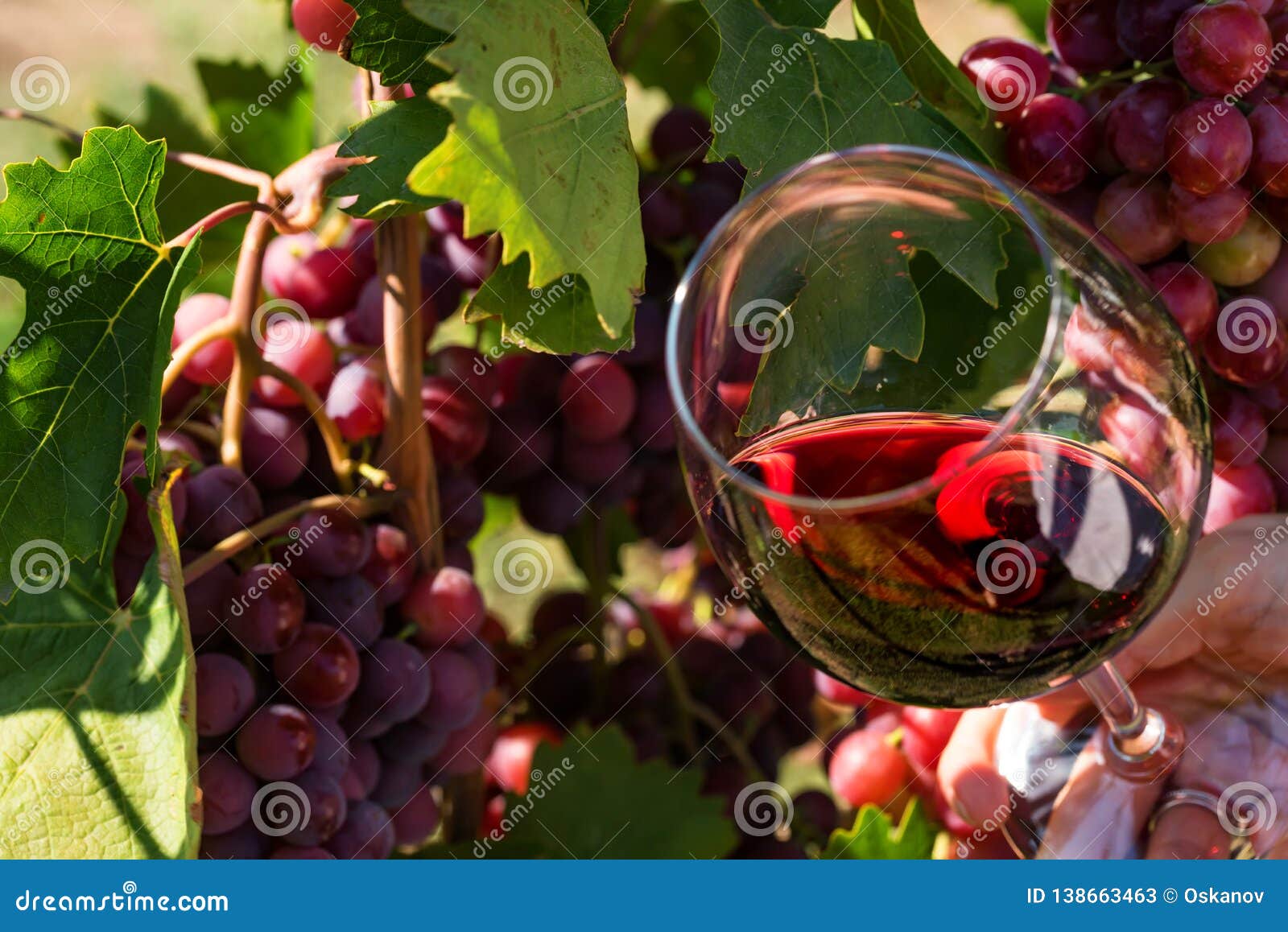 Сорт виноградного вина