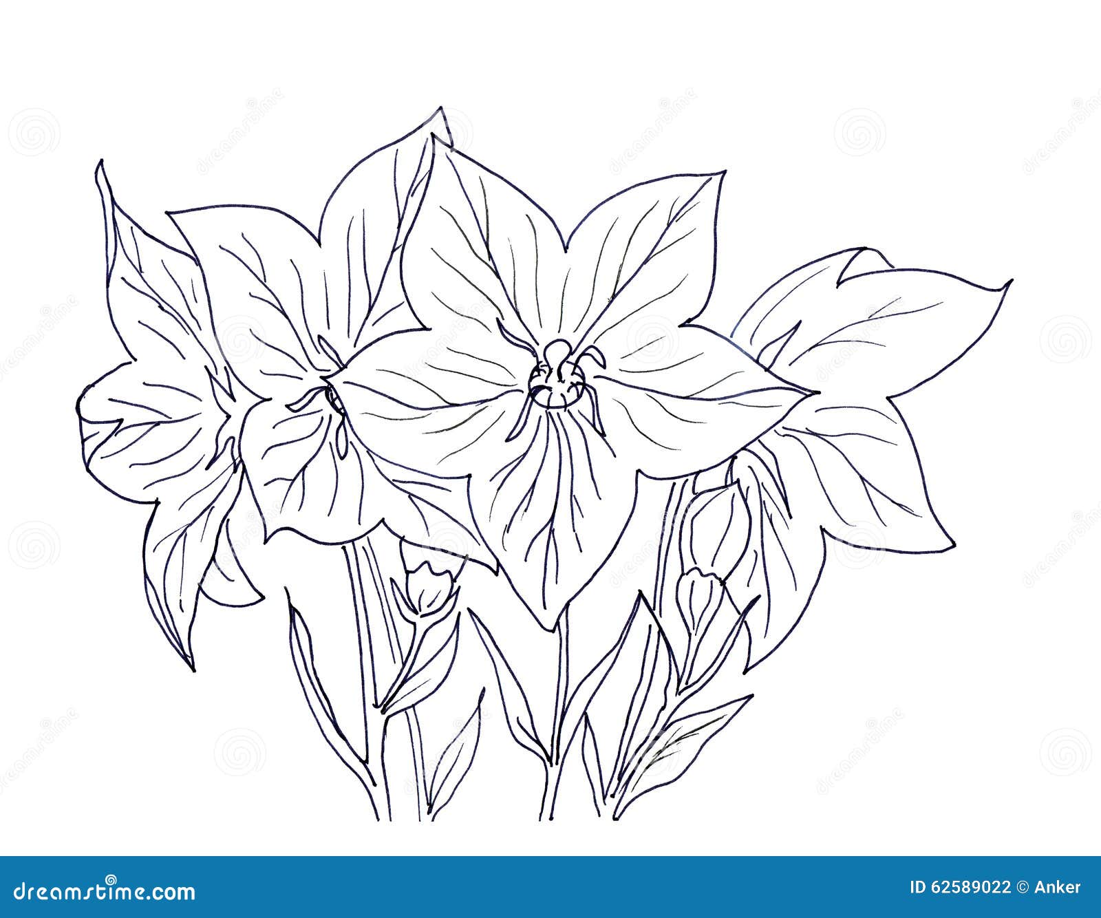 hand ink drawing bellflower