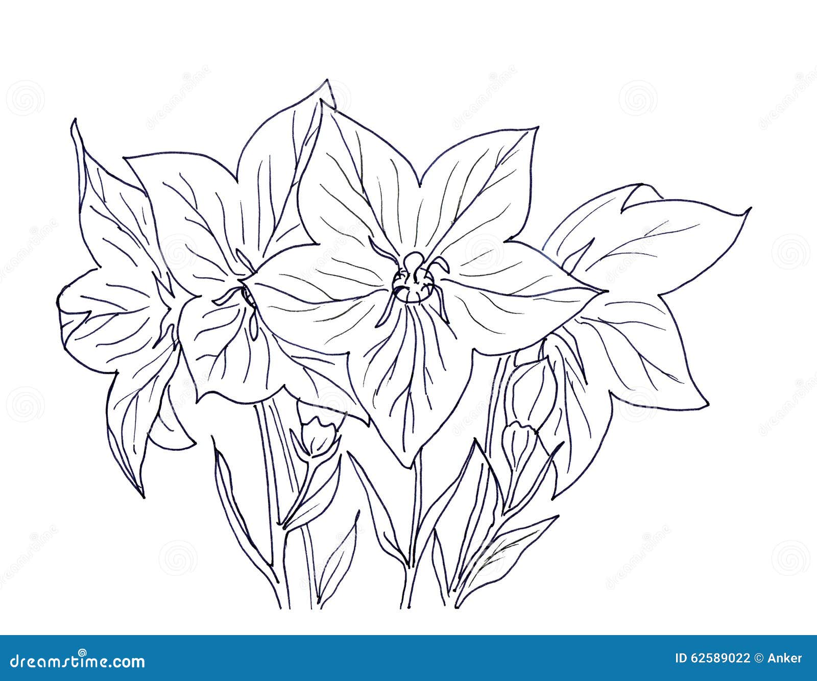 Hand Ink Drawing Bellflower Stock Illustration Illustration of