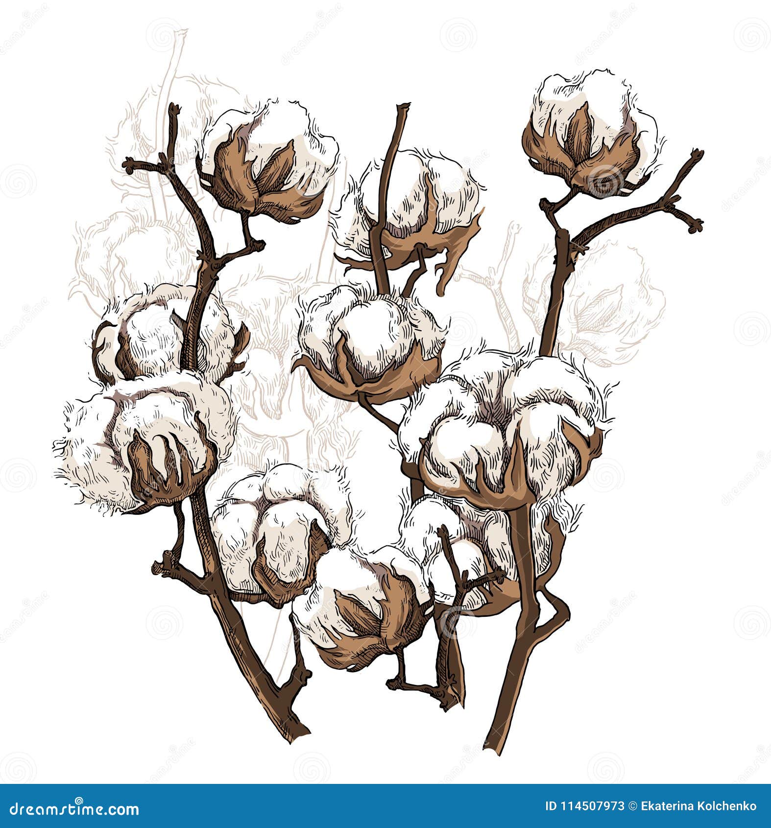 Vintage illustration, Cotton plant, showing a pod bursting