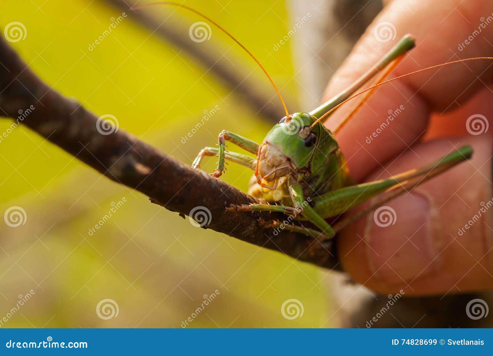 https://thumbs.dreamstime.com/z/hand-man-touched-grasshopper-allowed-to-touch-his-body-spread-bait-catching-different-fish-float-rod-fly-fishing-74828699.jpg