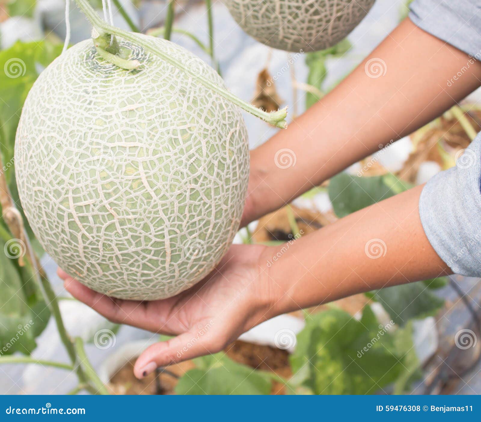 Hand melon harvest stock photo. Image of vegetable, health 59476308