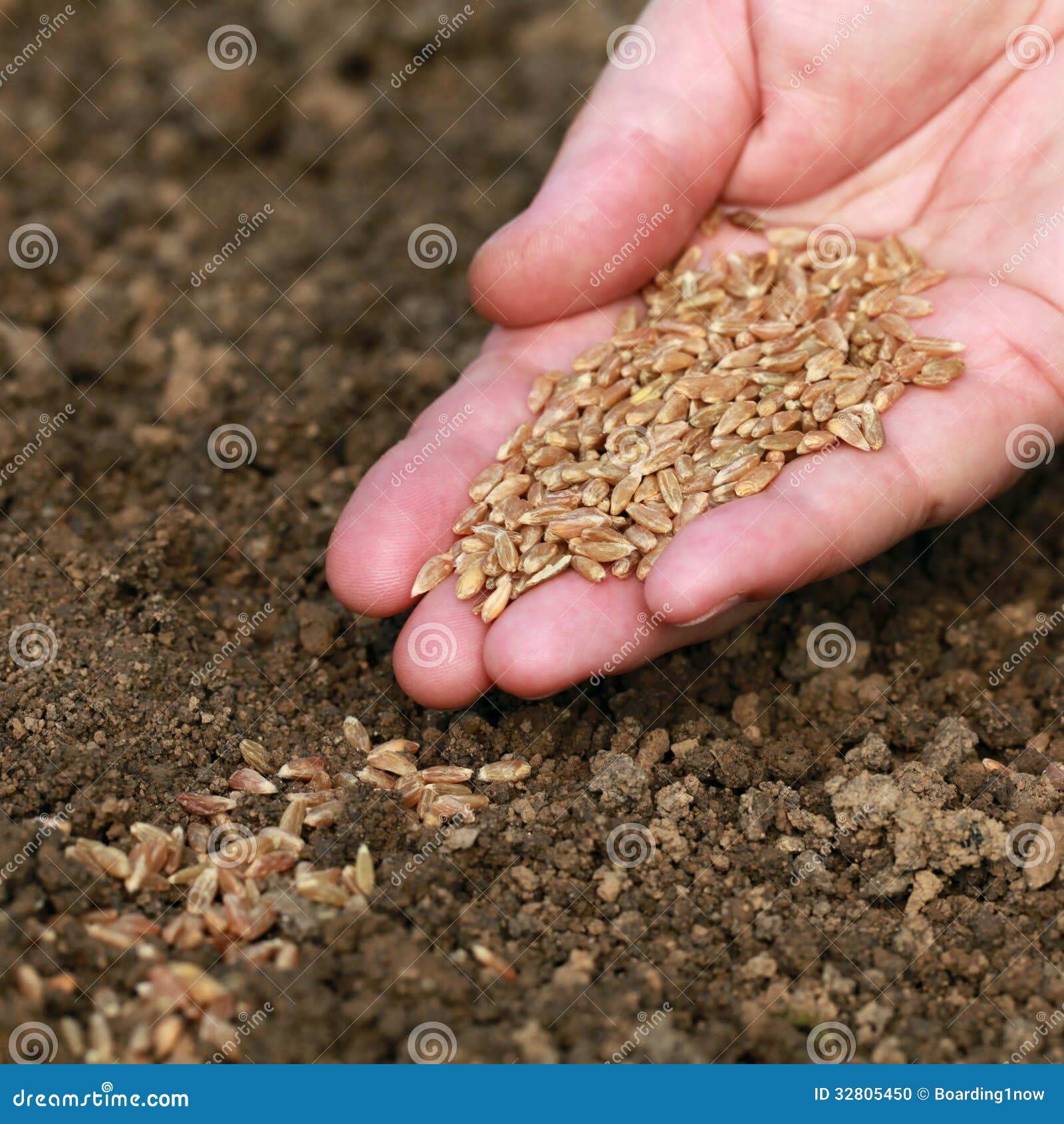 Een hand met zaden die in de grond in een tuin vallen