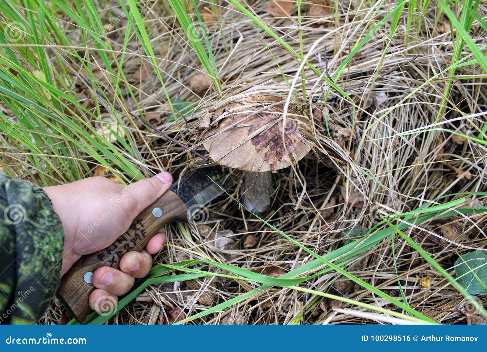 The Hand of the Mushroom Picker Cuts the Mushroom Birch Bolete with a