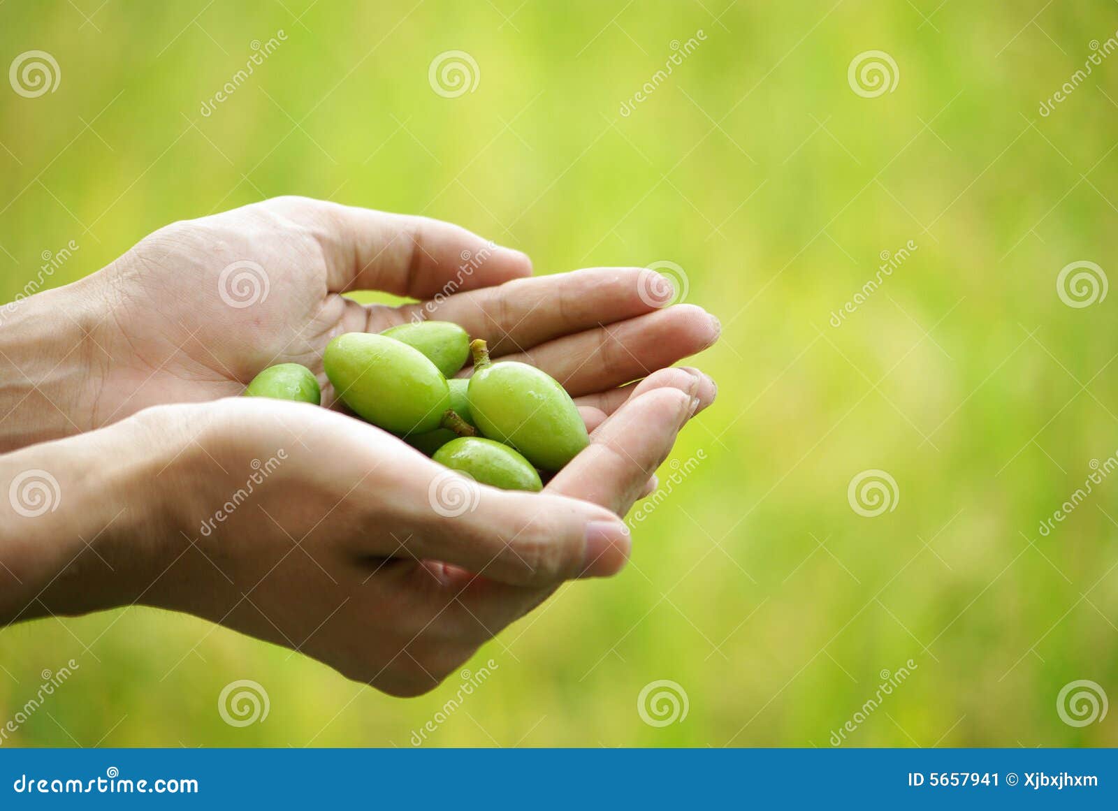 Hand and olives stock image. Image of finger, farm, hand 5657941
