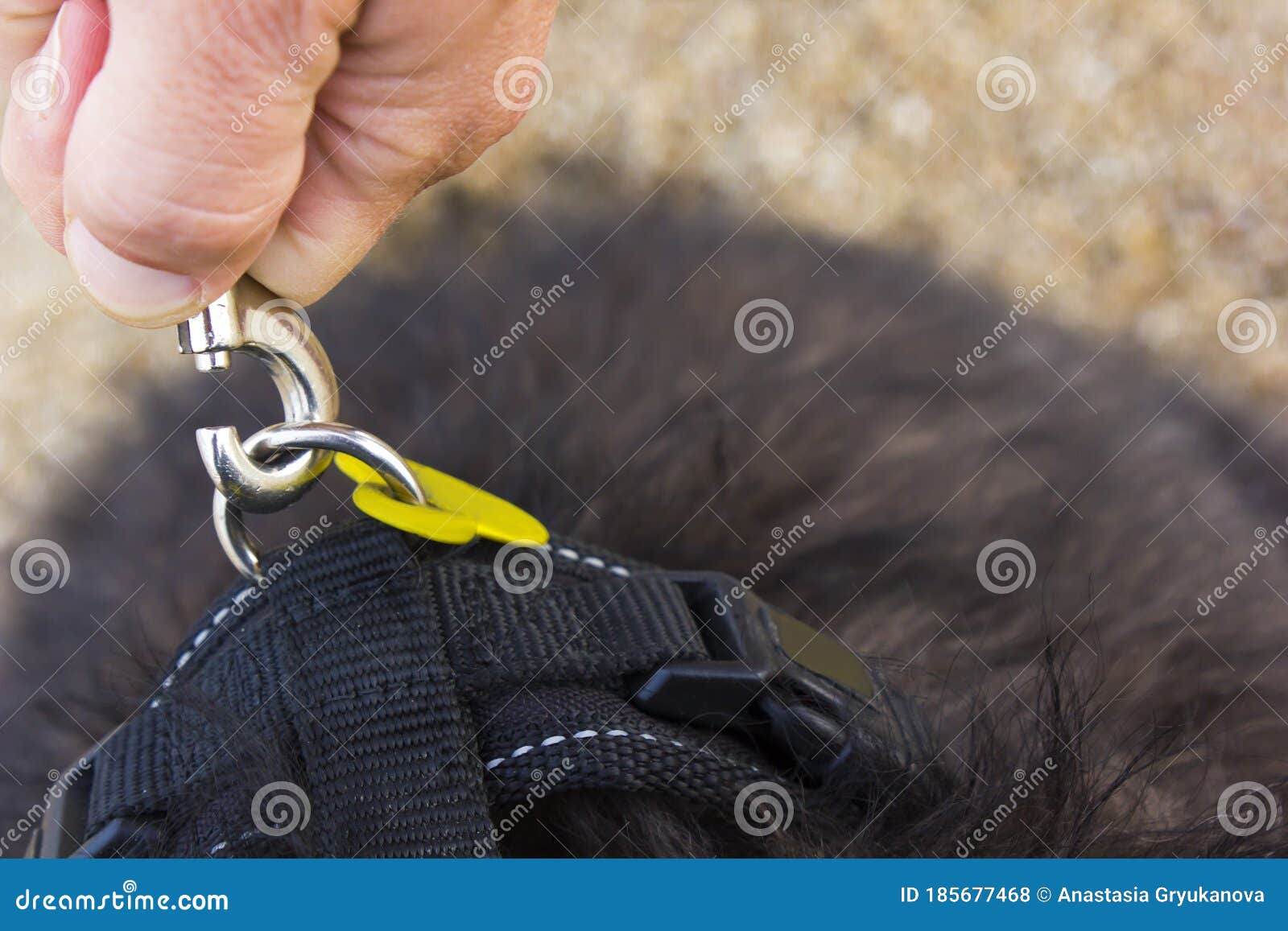 A Hand Open Lock of the Dog Leash. Stock Photo Image of lock, black