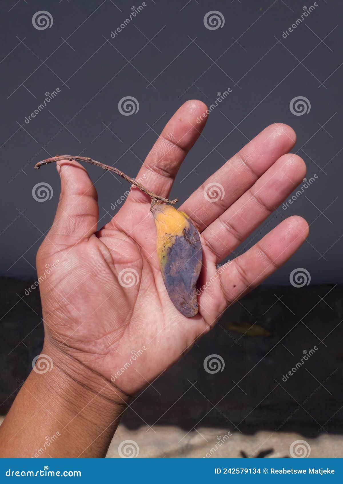 hand holding rotten mango. rotten mango 20491507 Stock Photo at Vecteezy